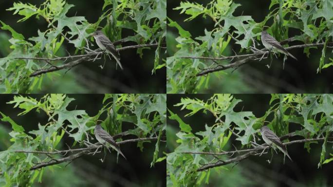 Eastern Wood-Pewee，华盛顿特区