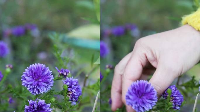 亲手采摘花园里盛开的紫菊