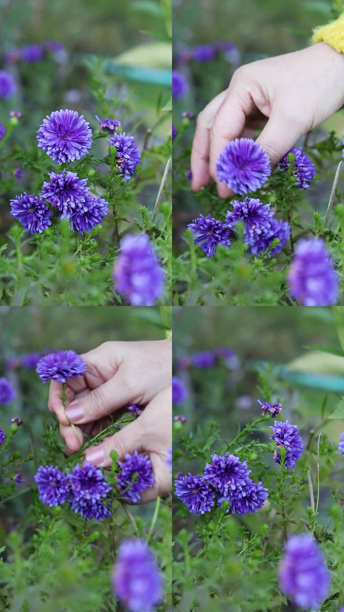 亲手采摘花园里盛开的紫菊