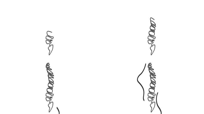 在一个女人的背景上的脊柱插图。4K视频插图。