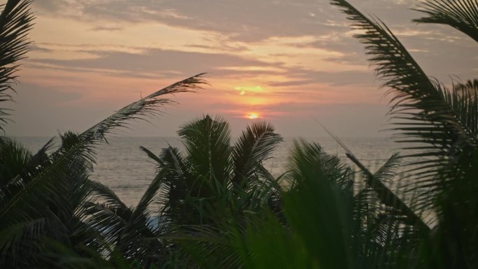 美丽的热带金色日落与热带棕榈树的剪影。浓密的棕榈叶映衬着橘黄色的夕阳。靠近树叶棕榈树，映衬着夕阳柔和