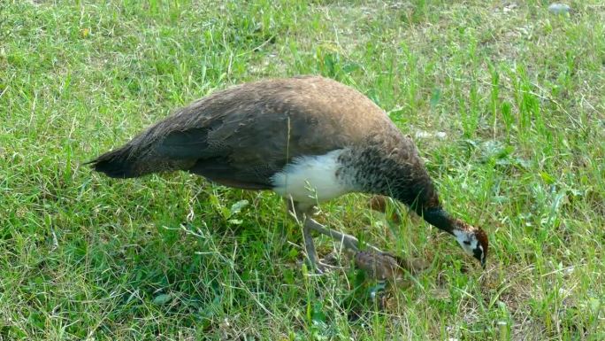 孔雀带着小鸡在草地上寻找食物