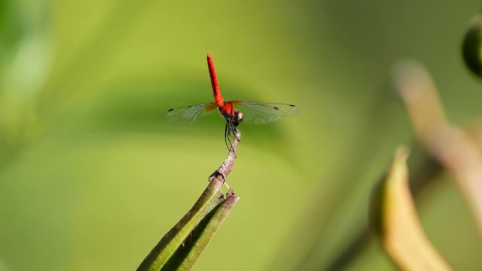 在树枝上栖息的水杨。这是世界上最小的蜻蜓之一。雄性后翅长12-13毫米，体长16-17毫米。