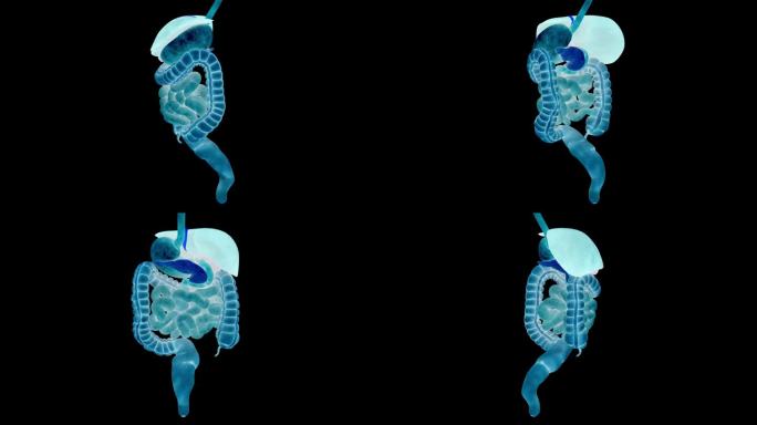 人体消化系统解剖动画概念