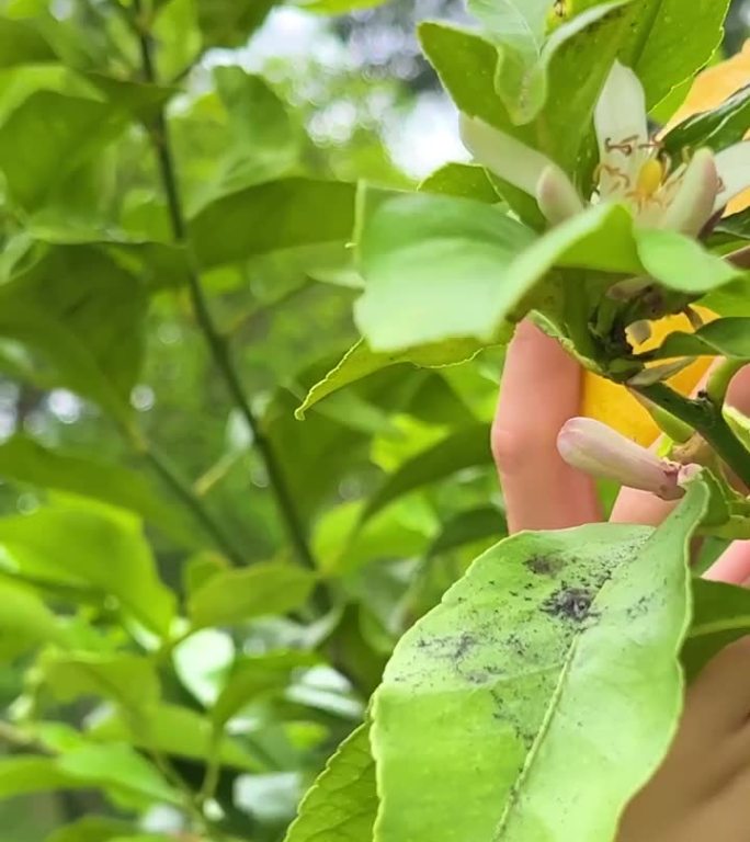 女人的手摘了一个成熟的柠檬在树上有绿色的叶子和柠檬花