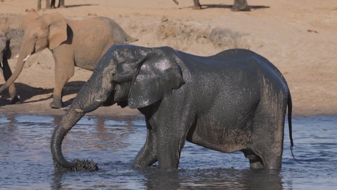 一只大象在水坑边往自己身上喷泥巴的慢动作特写