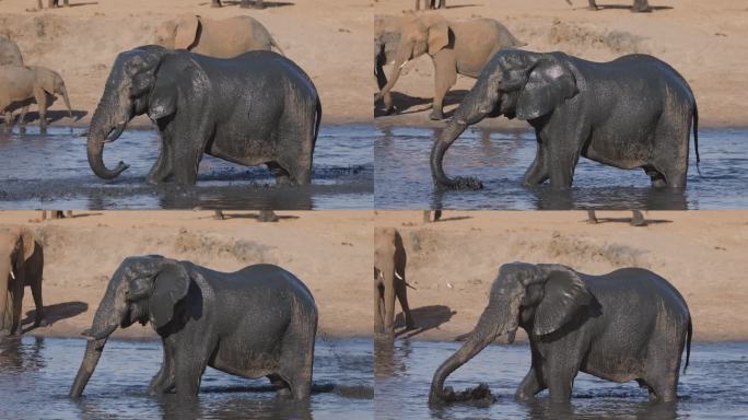 一只大象在水坑边往自己身上喷泥巴的慢动作特写