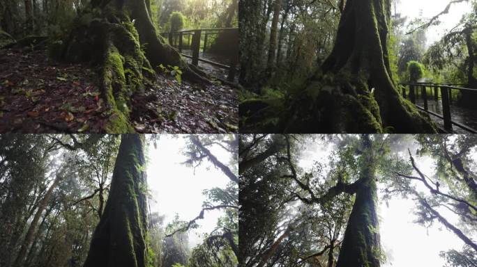 雨中的古老森林树干仰拍生机