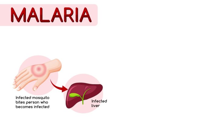 疟疾传播周期动画