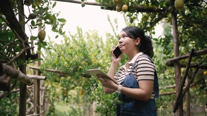 一名亚洲妇女在花园里一边用手机一边用她的数码平板电脑检查庄稼。