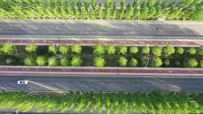 城市柏油路和整齐的绿树