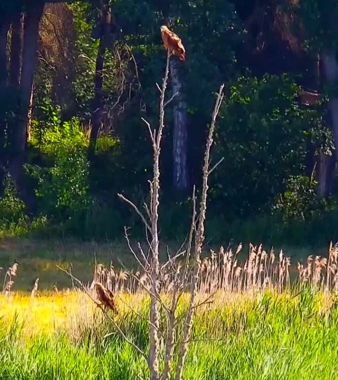 波兰比亚沃维耶扎森林中等待猎物的小斑点鹰。
