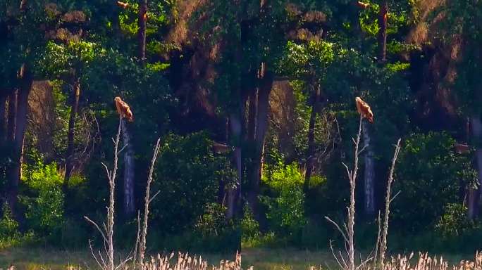 波兰比亚沃维耶扎森林中等待猎物的小斑点鹰。