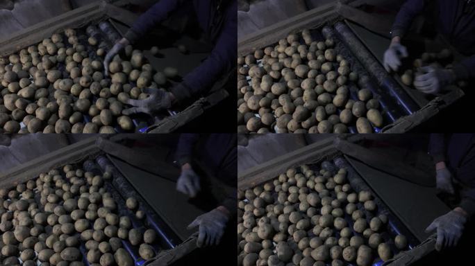 蔬菜库中生马铃薯块茎的分类和丢弃，移动带将块根作物移入容器。
