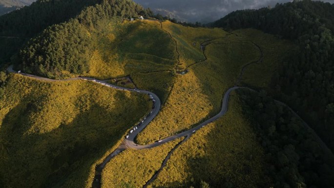 鸟瞰图:泰国湄丰顺省Doi Mae U-Kho山的万寿菊黄色花田