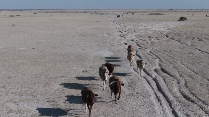 鸟瞰图。气候变化。干旱。水危机。瘦弱的牛群在尘土飞扬、干燥的小路上寻找水源