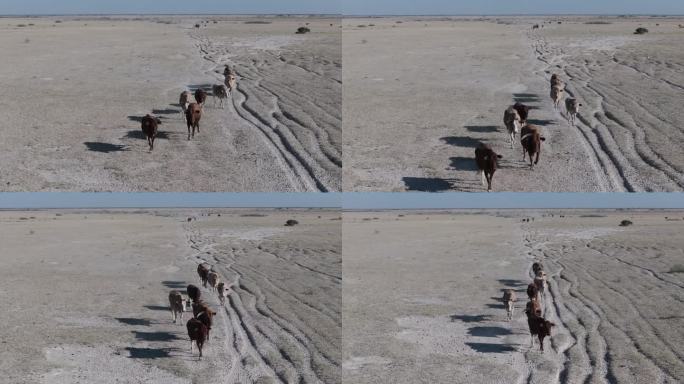 鸟瞰图。气候变化。干旱。水危机。瘦弱的牛群在尘土飞扬、干燥的小路上寻找水源