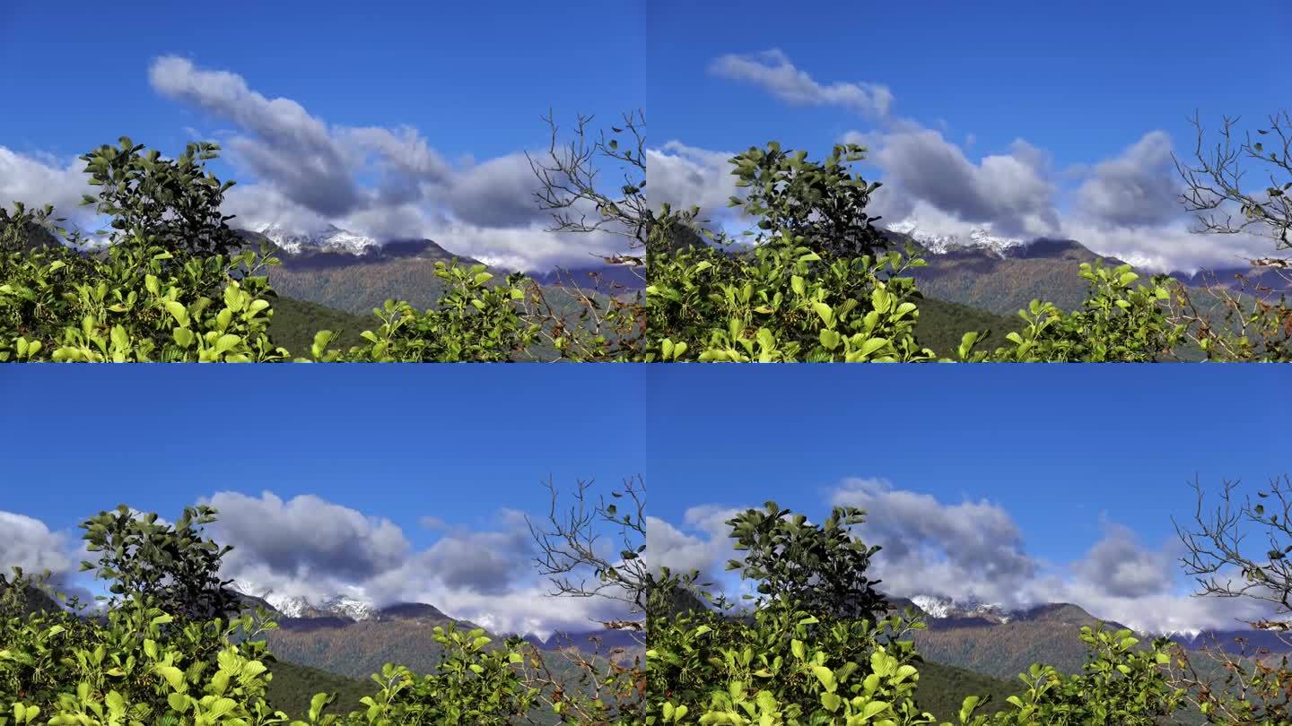 蓝蓝的天空与飞云在山与雪峰拍摄通过灌木丛在时间流逝