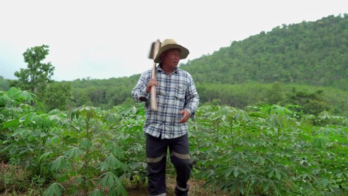 一位身穿白衣的老人拿着锄头走进木薯种植园。独奏的农民