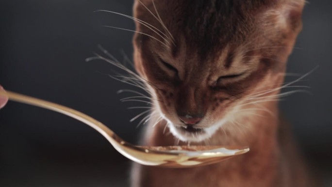 阿比西尼亚小猫吃酸奶从金勺手持视频