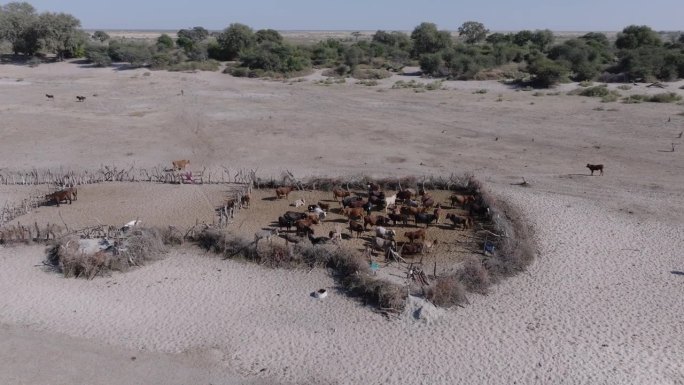 圆形空中特写。气候变化。干旱。水危机。干涸的博特提河床水口处的农村牛群围场