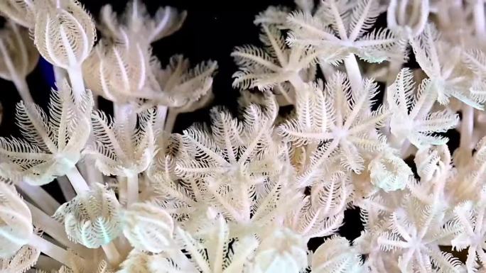 红海-珊瑚虫