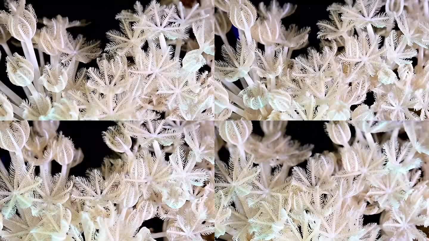 红海-珊瑚虫