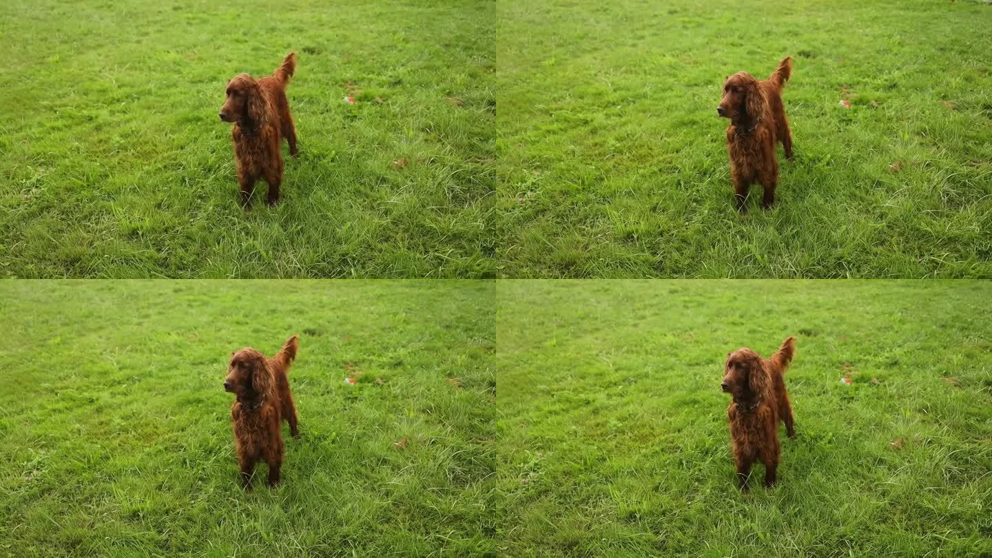 快乐的爱尔兰塞特狗张开嘴躺在自然的绿色草地上，看着远处草地上模糊的风景