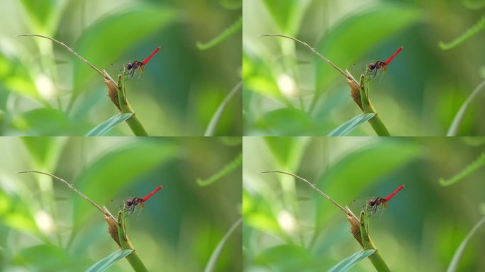 在树枝上栖息的水杨。这是世界上最小的蜻蜓之一。雄性后翅长12-13毫米，体长16-17毫米。