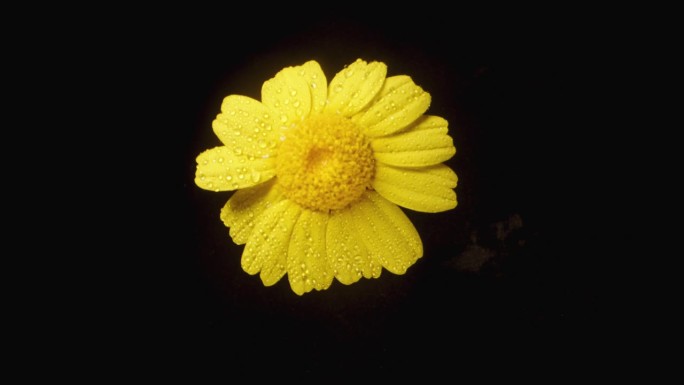 在黑色背景上拍摄的特写镜头中，一朵黄色的水仙花被水滴包围着。