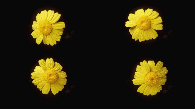 在黑色背景上拍摄的特写镜头中，一朵黄色的水仙花被水滴包围着。