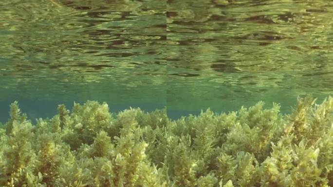 灌木丛的全景马尾藻藻类在水面反射的波浪下摇摆