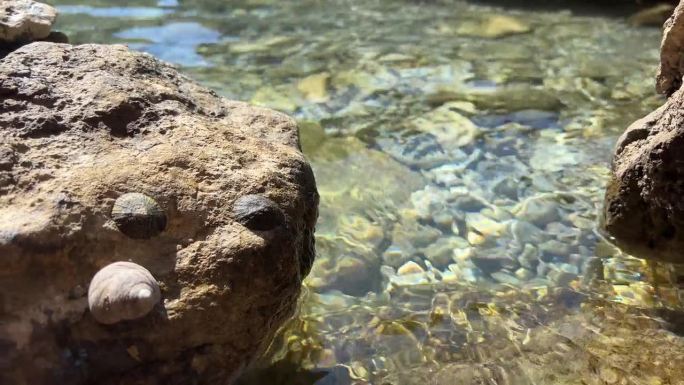 海水中的石头和贝壳。