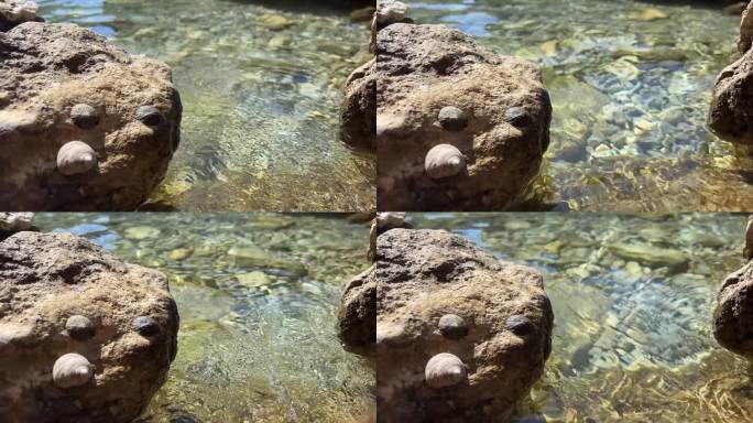 海水中的石头和贝壳。