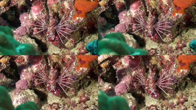 菲律宾太平洋水下珊瑚上的蝎子鱼。