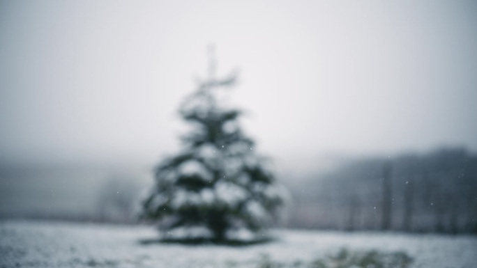 雪花落在被圣诞彩灯照亮的散焦圣诞树上