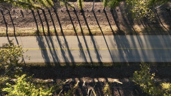 两边是白桦树的乡村道路航拍