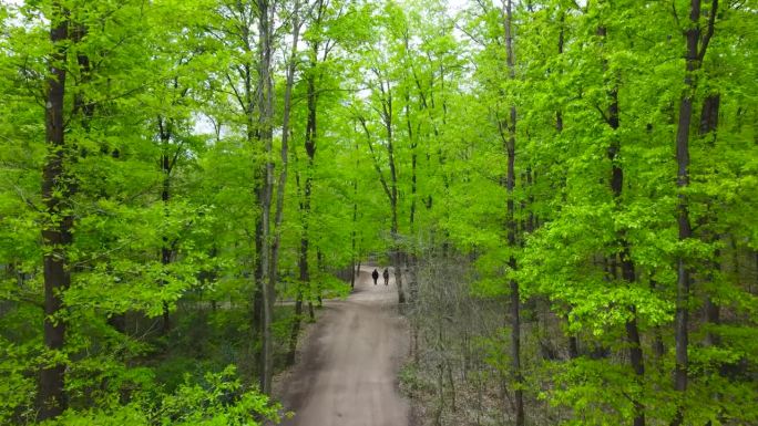 春天的森林。春天的绿色森林。森林中的步道。净零碳或碳中和概念。国际森林日。