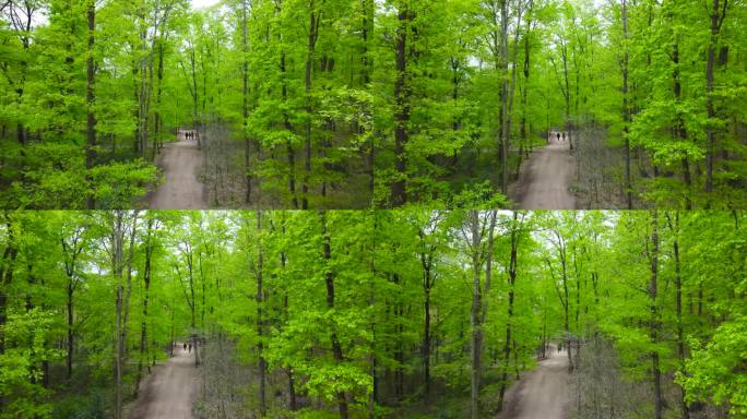 春天的森林。春天的绿色森林。森林中的步道。净零碳或碳中和概念。国际森林日。