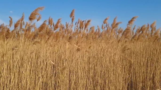 草地上美丽的芦苇。风吹在金色的芦苇上。田野里有许多金色的小穗。金色的芦苇。