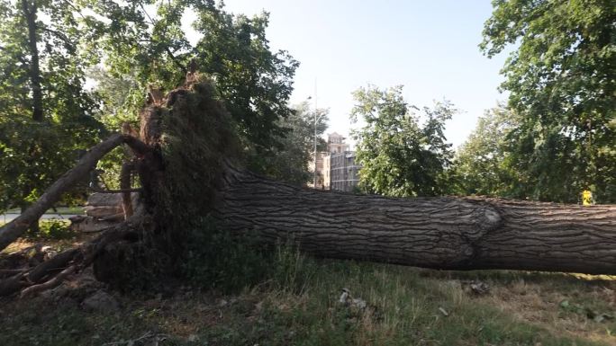 风暴折断了大树干和树枝，造成了广泛的破坏