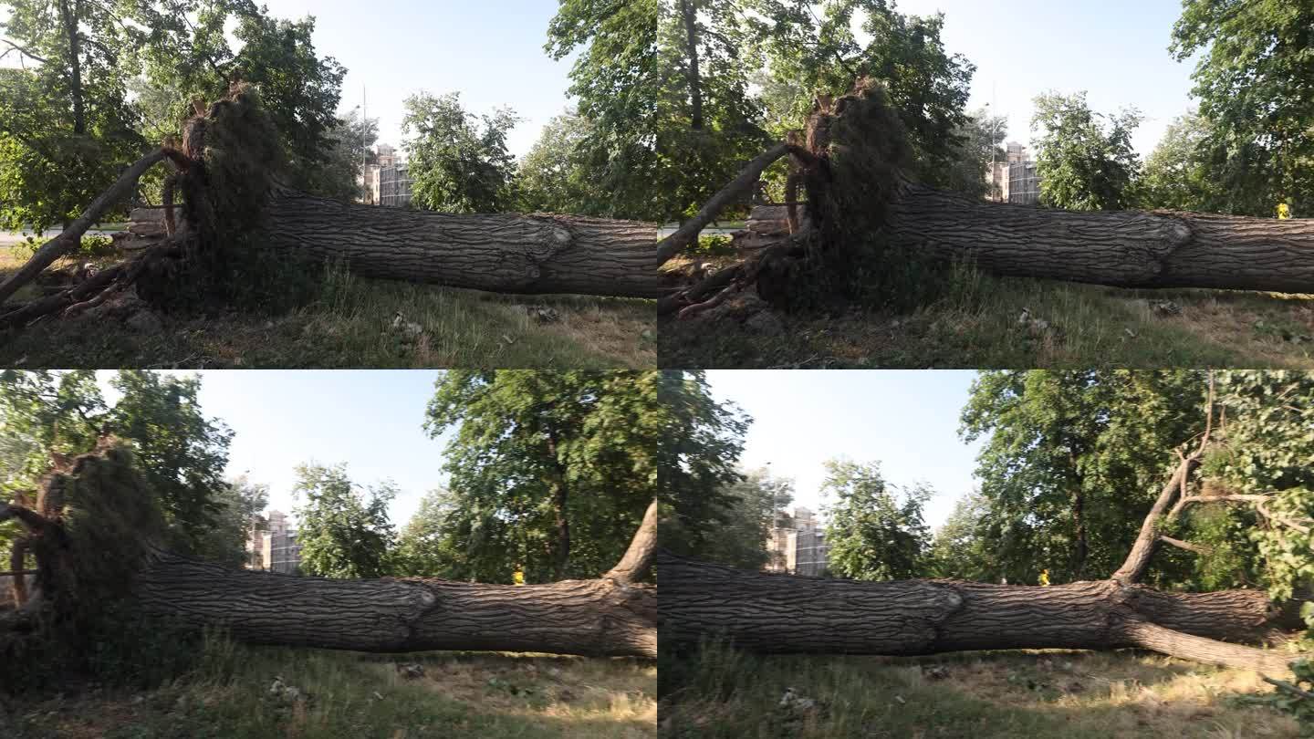 风暴折断了大树干和树枝，造成了广泛的破坏