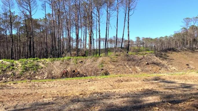 2022年7月La Teste de Buch大火后，Cazaux森林被烧毁的树木