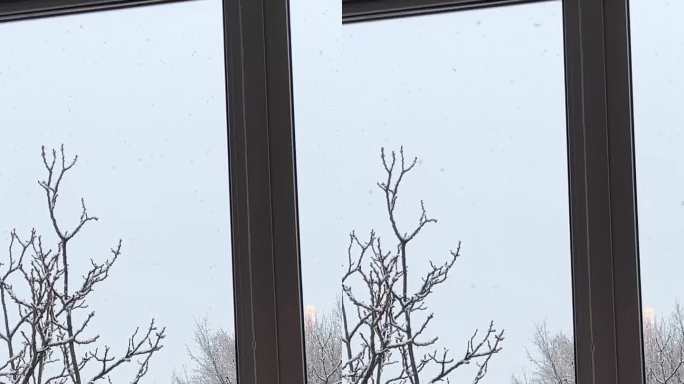 甜蜜的家窗外白雪覆盖的院子里一棵棕榈树长在房间里冬天窗外的树上下着雪窗外的雪花纷纷飘落