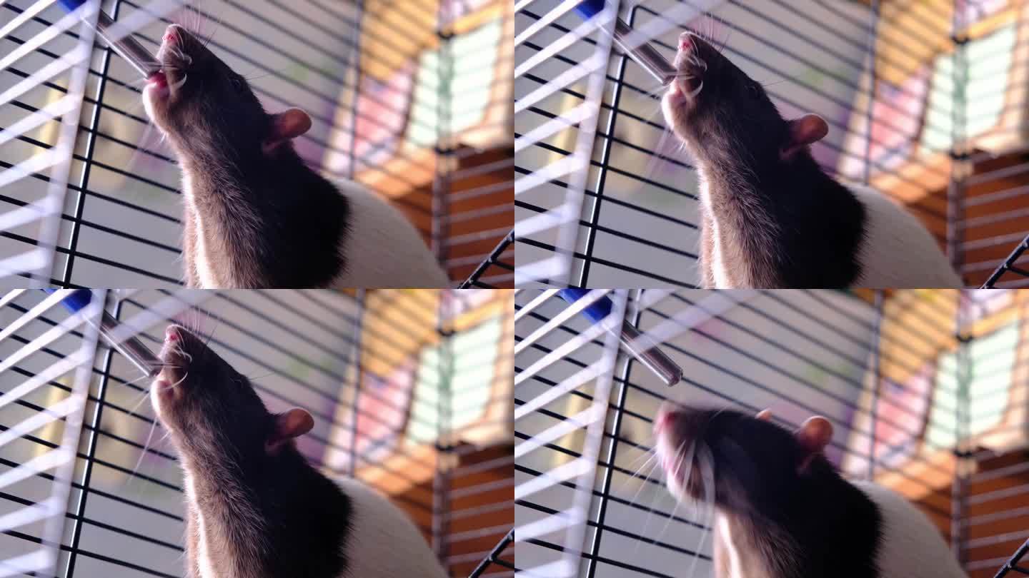 笼子里家养的黑白老鼠用爪子抓食物