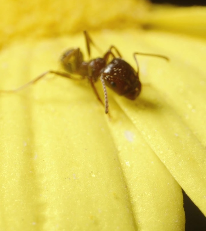 黑色背景上的黄色水仙花，上面坐着一只蚂蚁，用微距变焦拍摄。垂直视频。