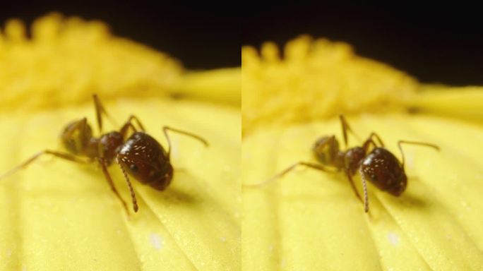黑色背景上的黄色水仙花，上面坐着一只蚂蚁，用微距变焦拍摄。垂直视频。