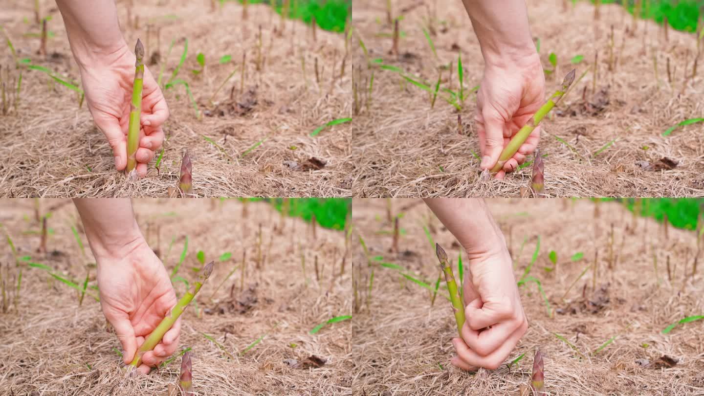 一只手正在采摘生长在花园床上的成熟芦笋(特写)。芦笋的第一批芽冲破了干草的覆盖物