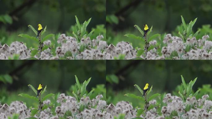 美国金翅雀，维吉尼亚