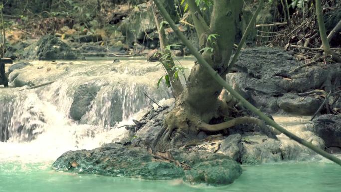 瀑布自然景树河雨林溪水流水